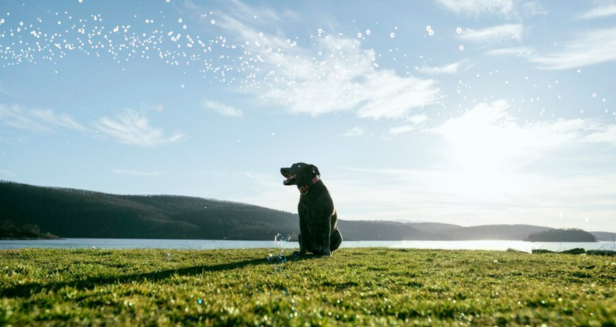 Faithful Companion